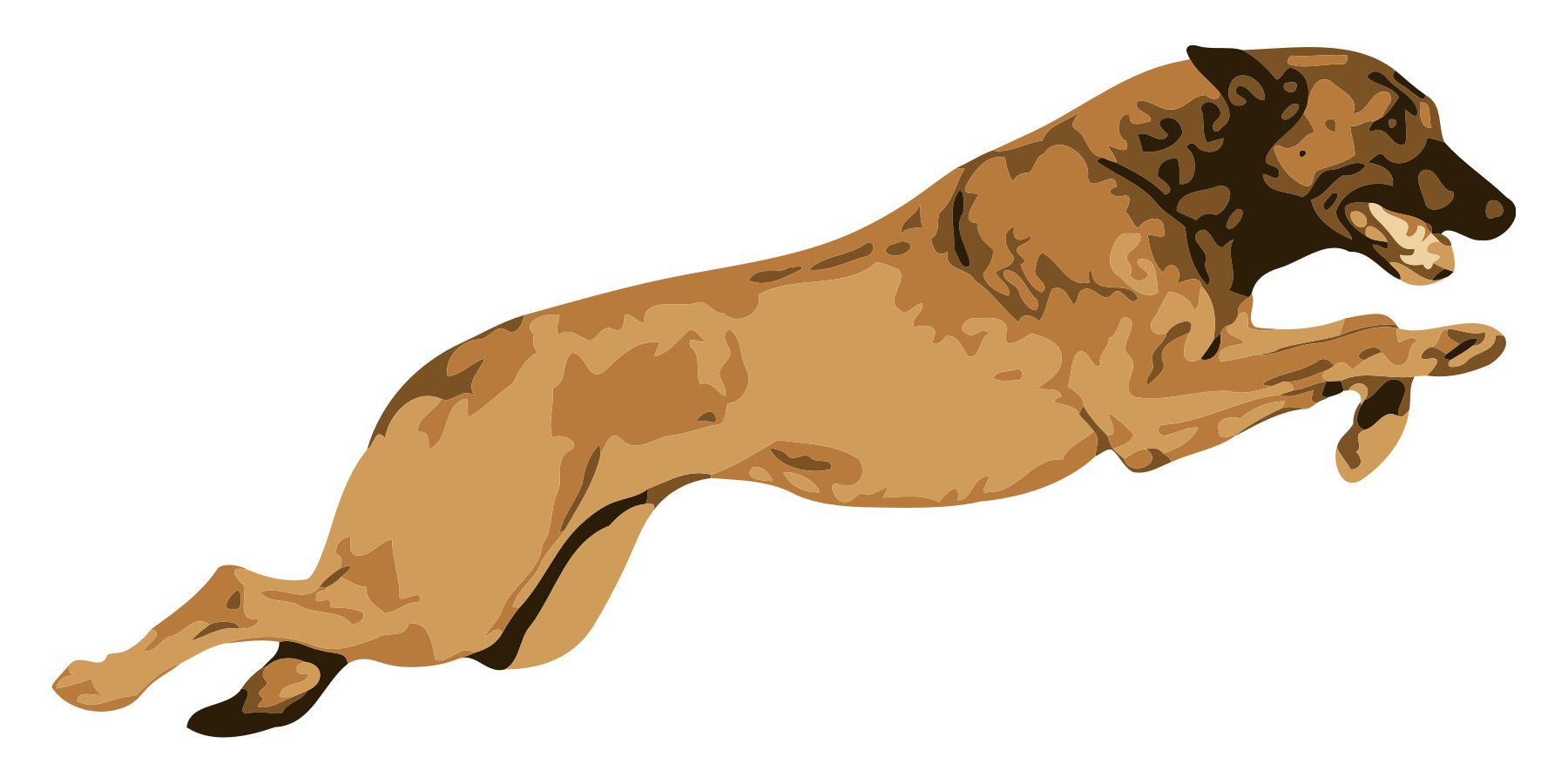 Dantero Malinois